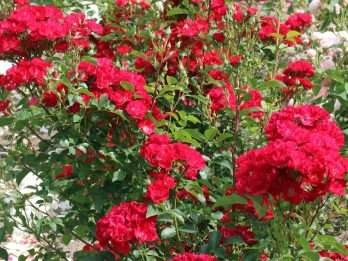 La Belle Rouge