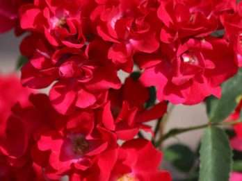 La Belle Rouge