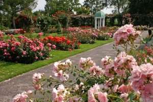 Lees meer over het artikel Rosarium Boskoop (NL)