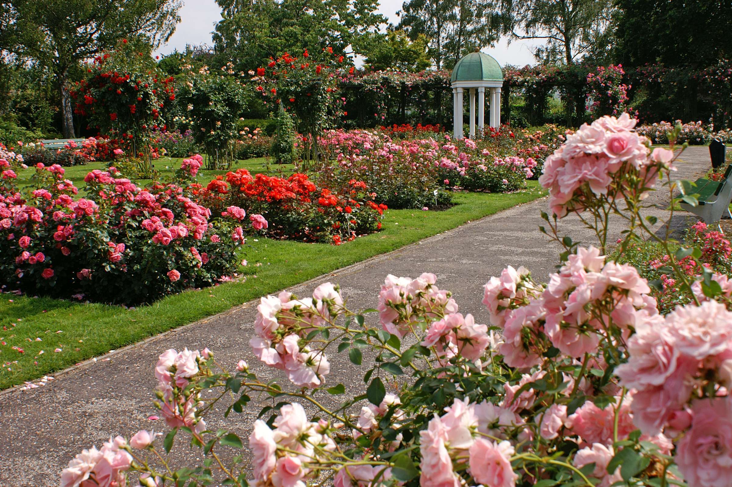 Lees meer over het artikel Rosarium Boskoop (NL)