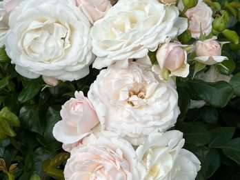 Sweet Romanza®
