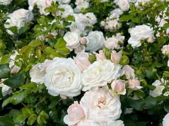 Sweet Romanza®