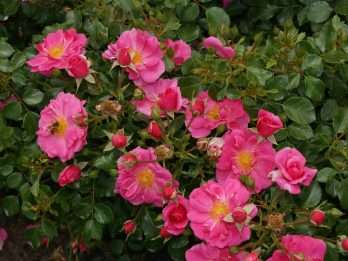 Bijenweelde roze