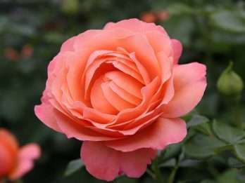 Coral Lions-Rose®