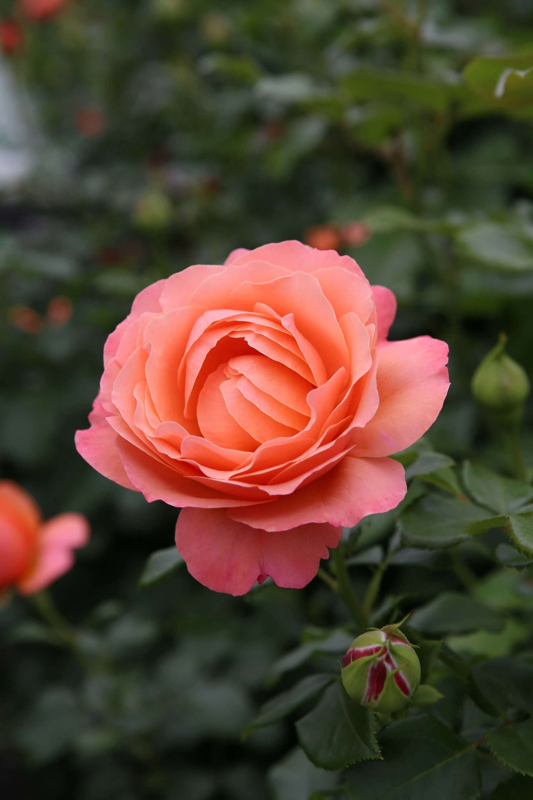 Coral Lions-Rose®