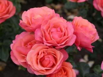 Coral Lions-Rose®
