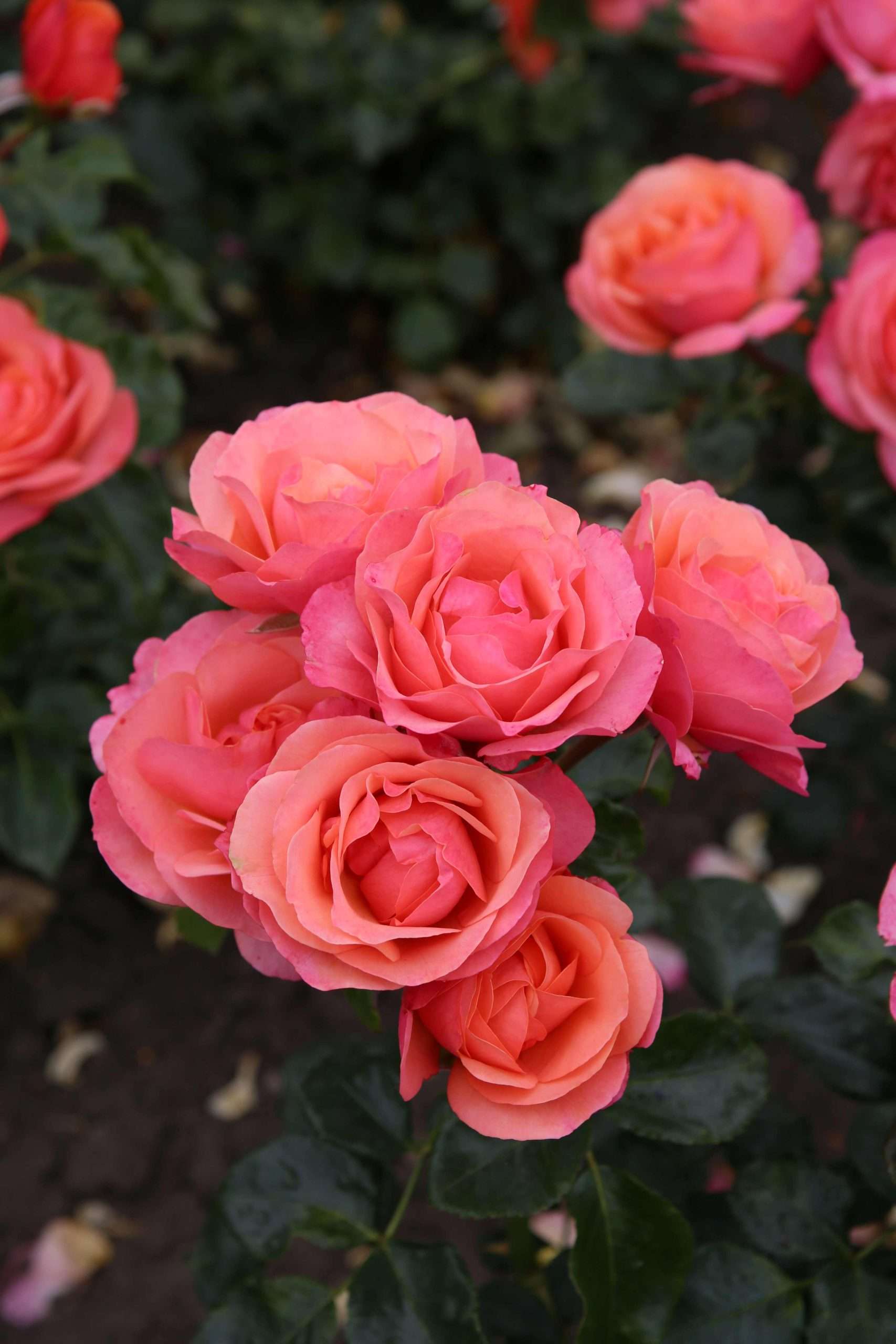 Coral Lions-Rose® - Afbeelding 2