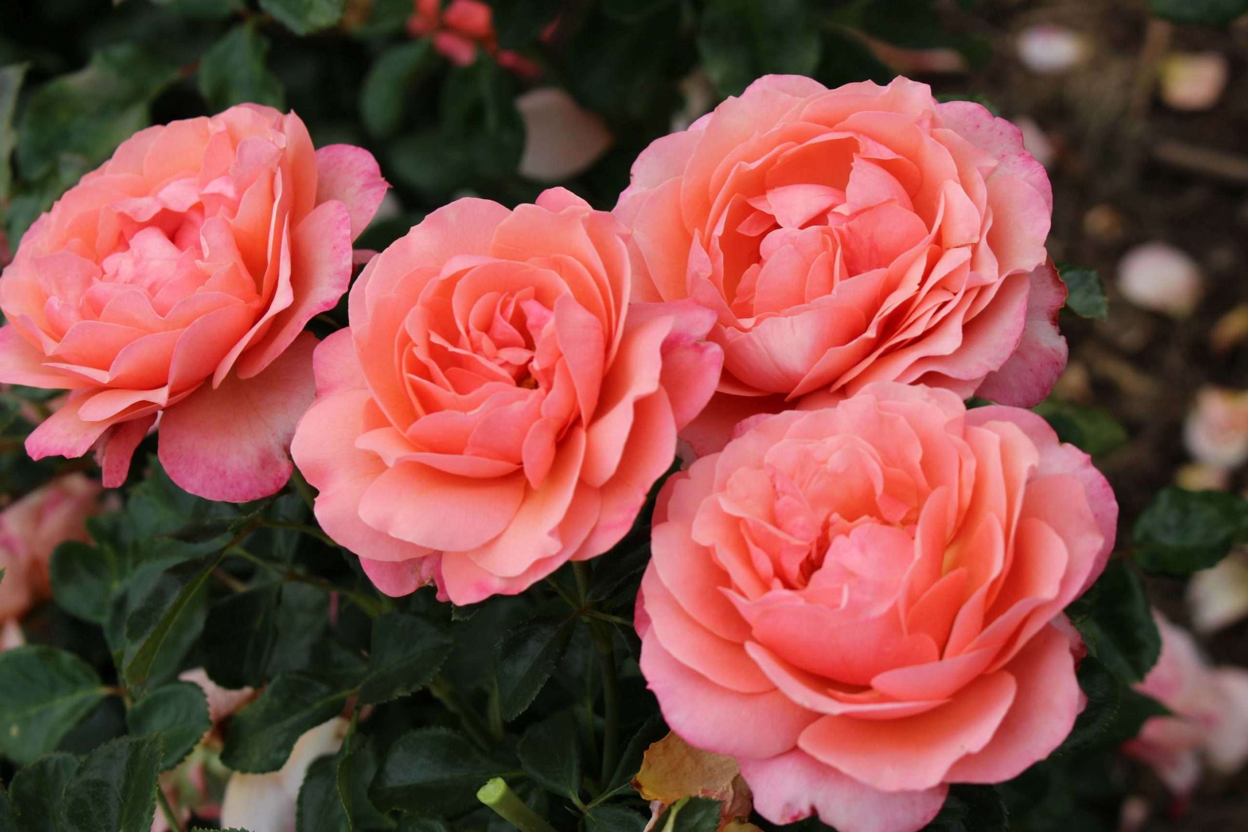 Coral Lions-Rose® - Afbeelding 3