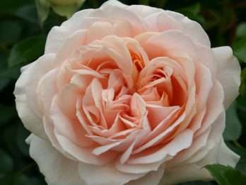 Garden of Roses®