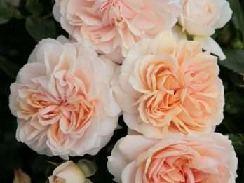 Garden of Roses®