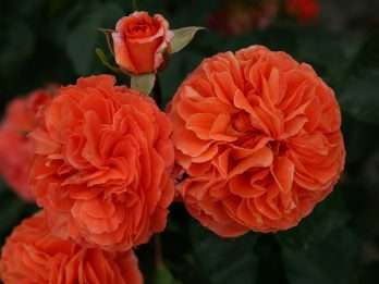 Orangerie®