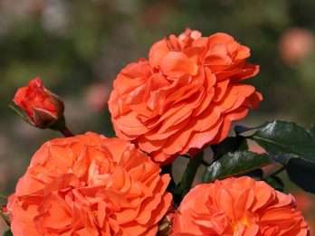 Orangerie®
