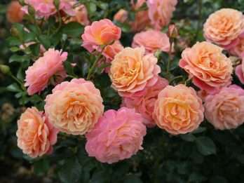 Peach Melba®