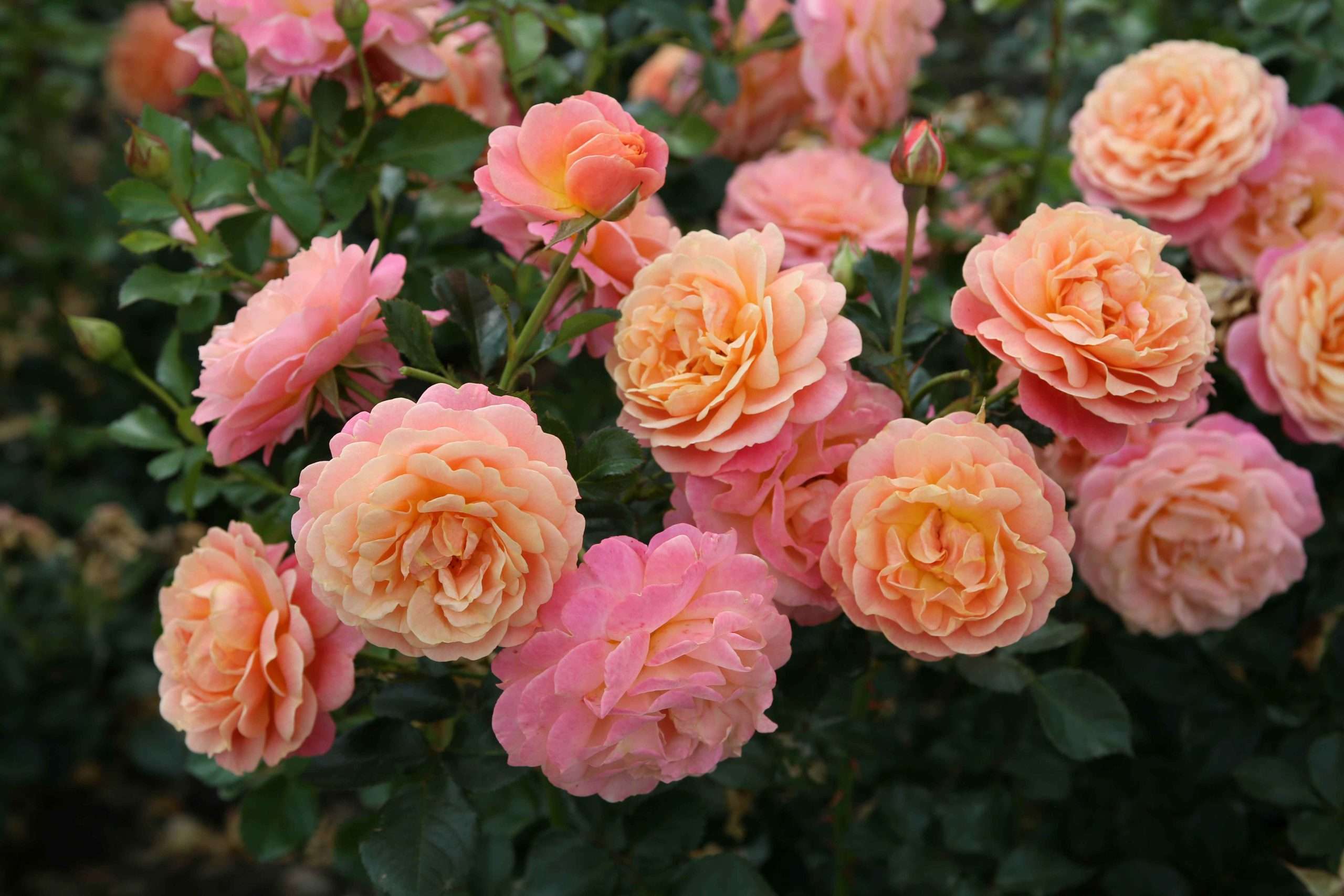 Peach Melba®