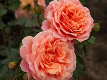Peach Melba®