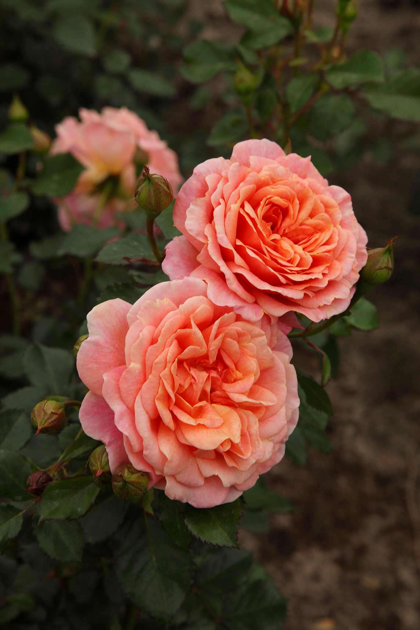 Peach Melba® - Afbeelding 2