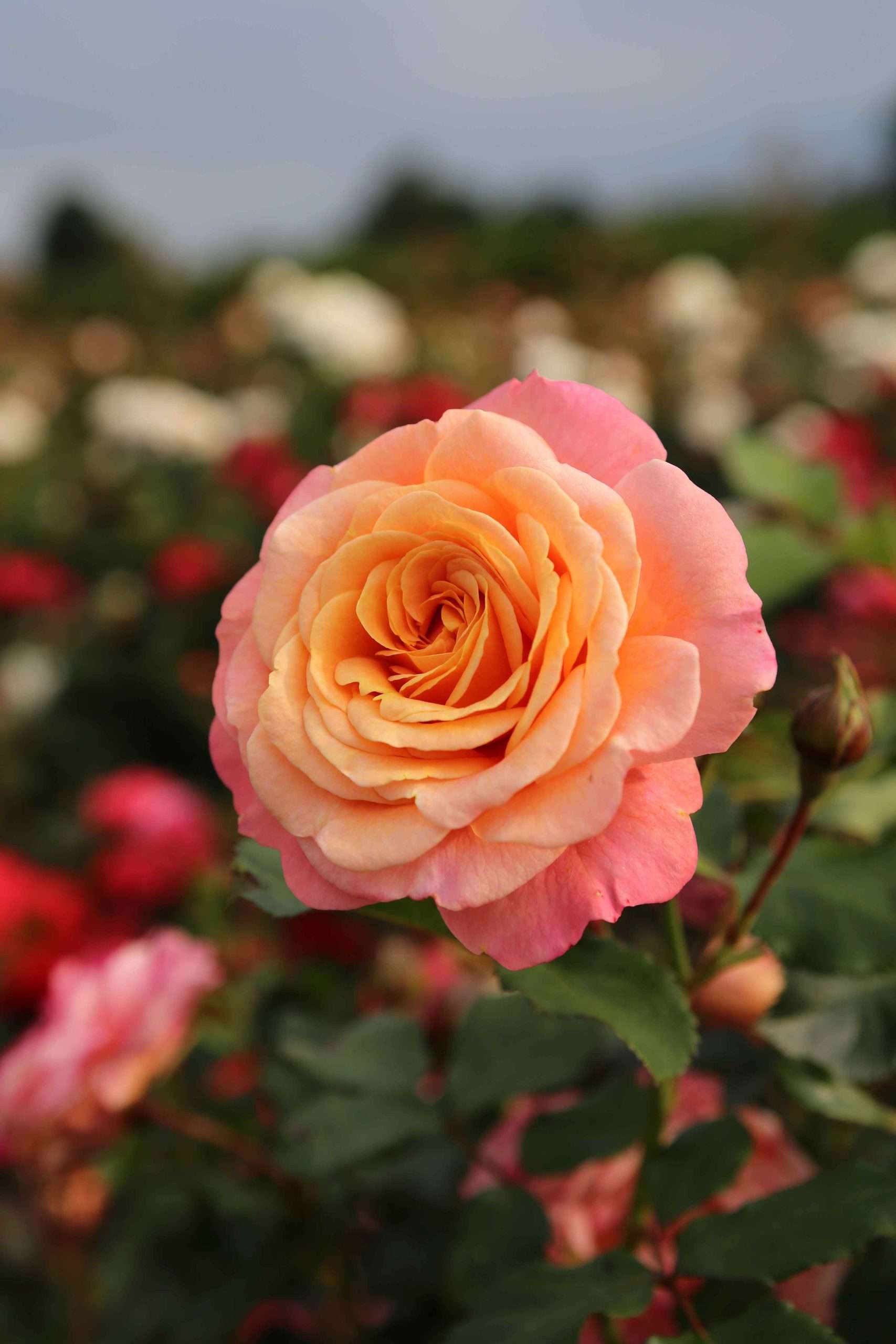 Peach Melba® - Afbeelding 3