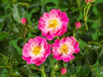 Pink Ricco Amorina