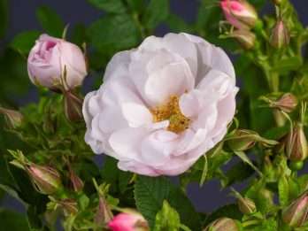 White Valeda