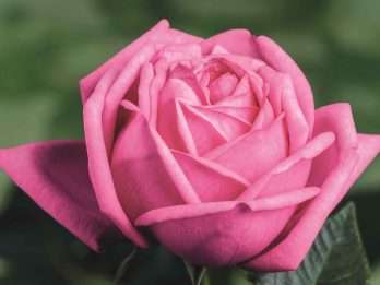 Romina