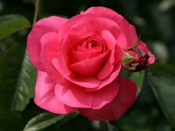 Rosanna®