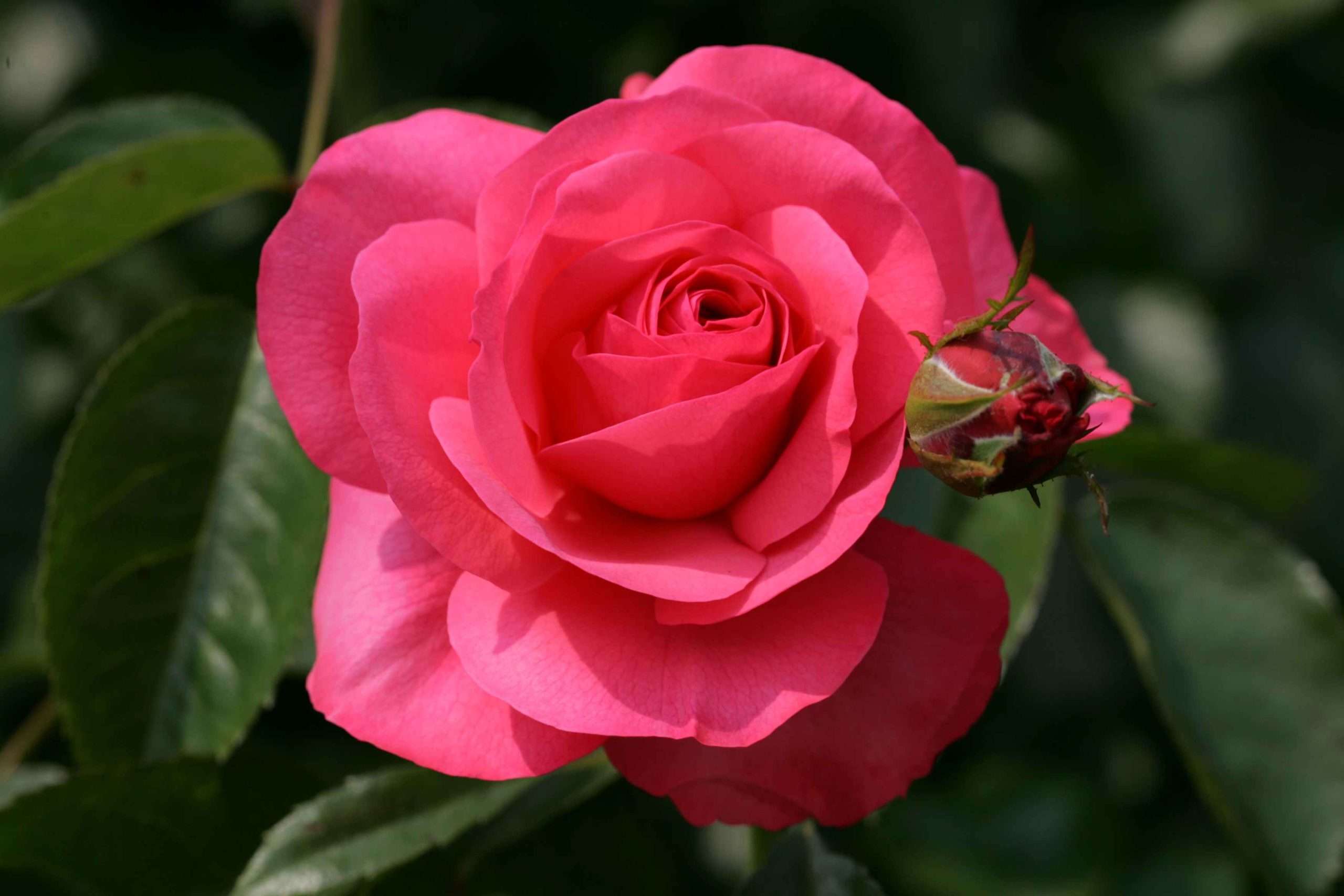 Rosanna® - Afbeelding 2