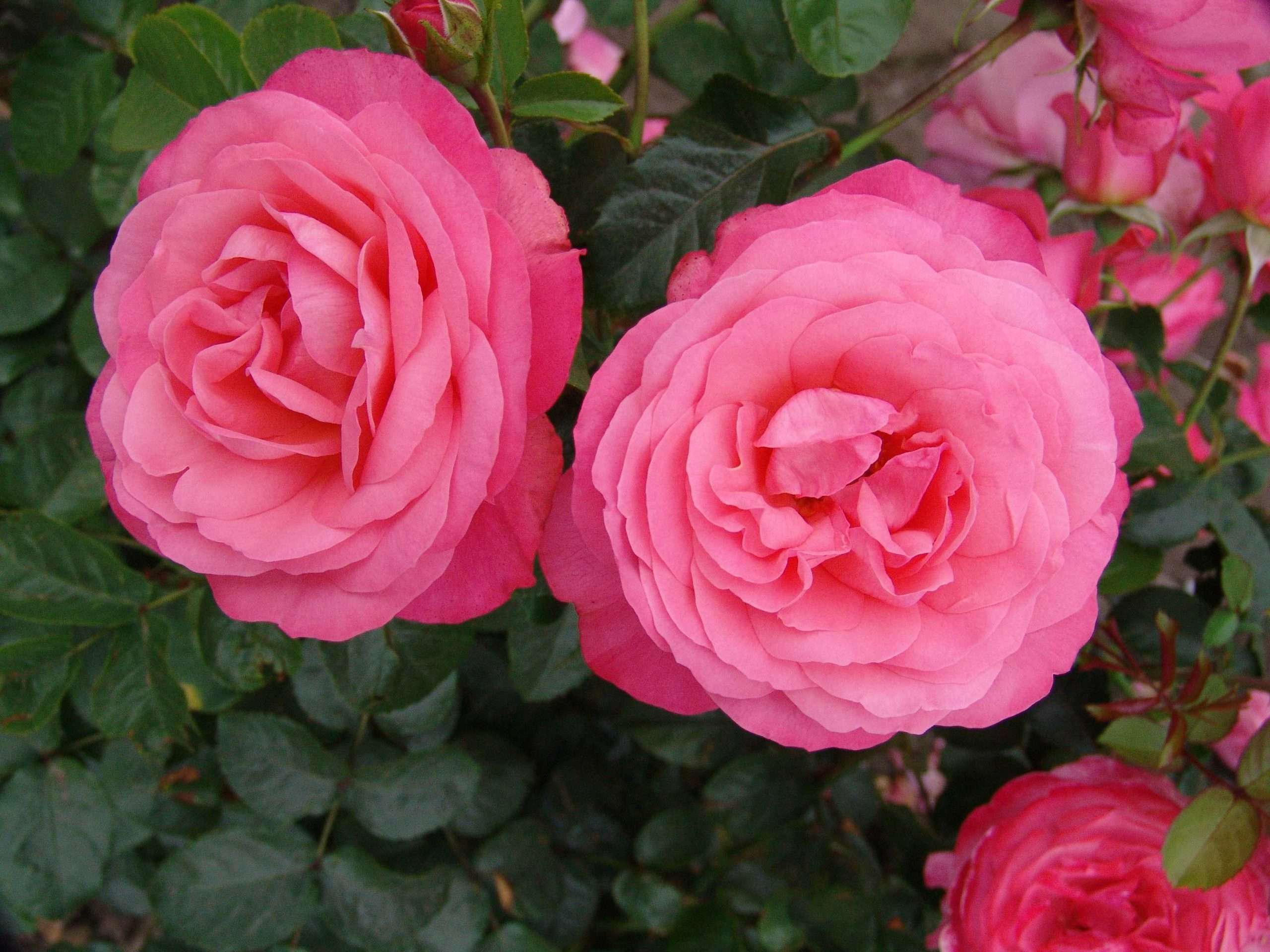 Rosanna® - Afbeelding 3