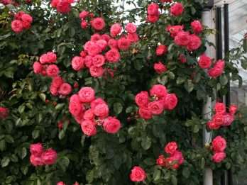 Rosanna®