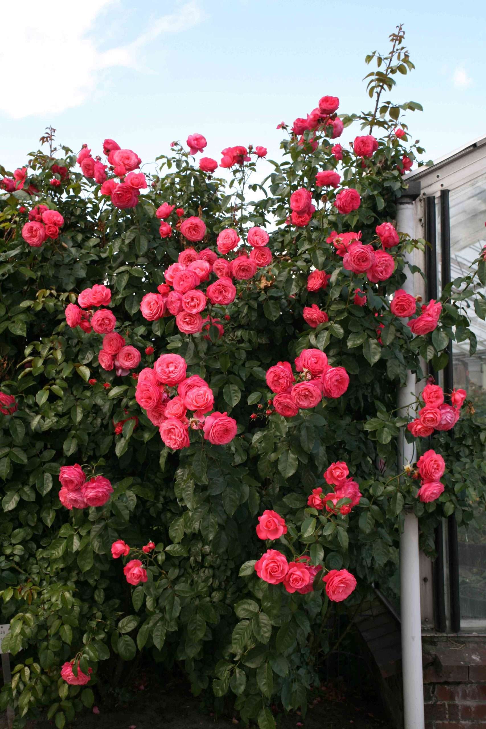 Rosanna®