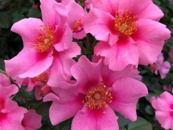SEE YOU® in pink