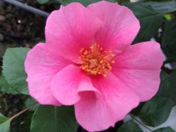 SEE YOU® in pink