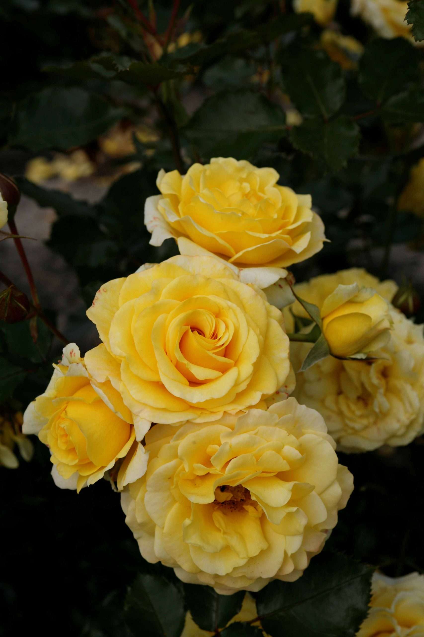Sunmaid® - Afbeelding 3