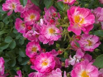 Pink Ricco Amorina