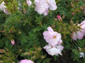 White Valeda